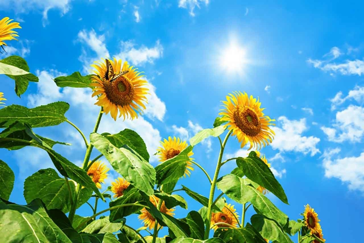 「なんで葉っぱは緑色なんだと思う?」葉っぱがミドリ色の理由について調べてみた★次へ続く日記第5話★【適材適食】小園亜由美(管理栄養士・野菜ソムリエ上級プロ)