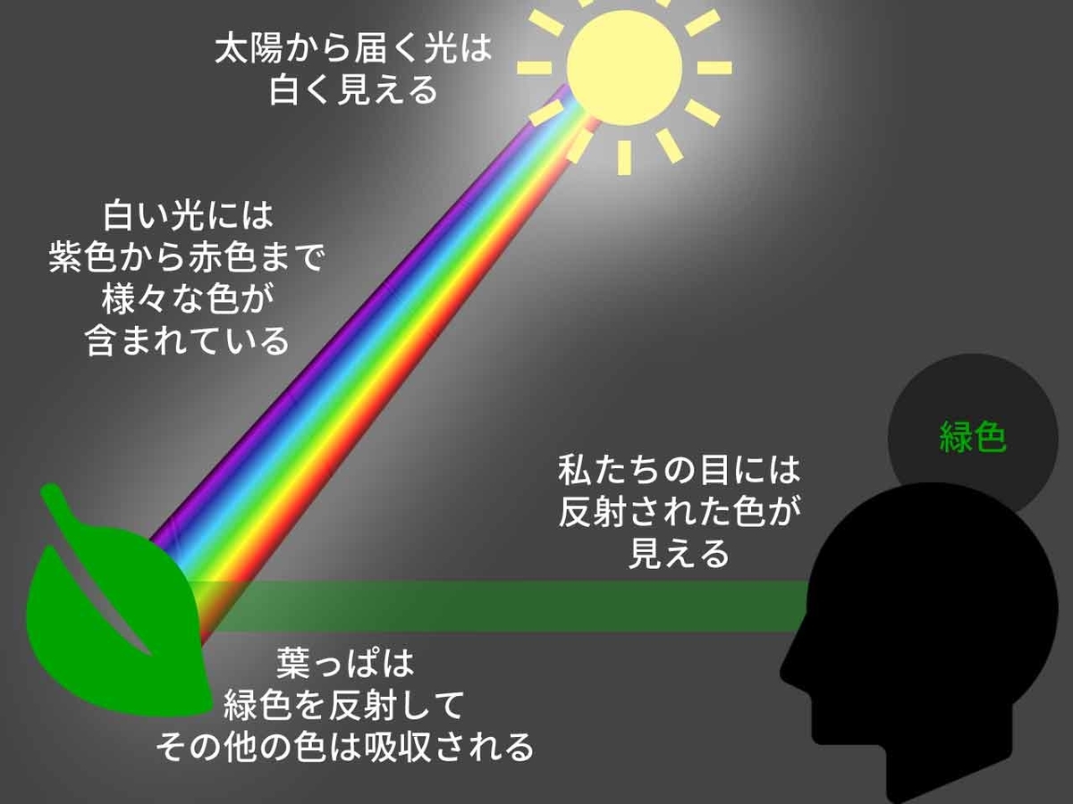 「なんで葉っぱは緑色なんだと思う?」葉っぱがミドリ色の理由について調べてみた★次へ続く日記第5話★【適材適食】小園亜由美(管理栄養士・野菜ソムリエ上級プロ)