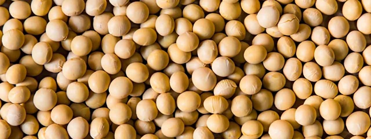 「ダイズを食べると膵臓がんのリスクが高まる？を考えてみる」国立がん研究センターなどの多目的コホート(JPHC)研究グループの研究から【適材適食】小園亜由美（管理栄養士・野菜ソムリエ上級プロ）