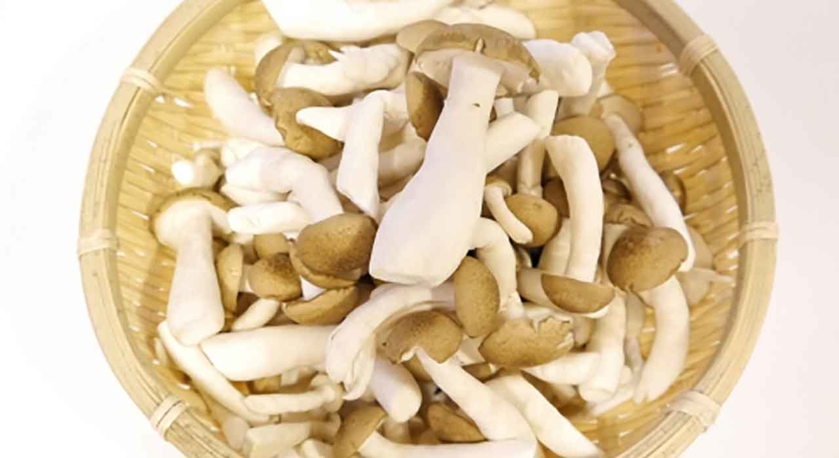 「まるで七福神の大黒様の帽子を被っているかのようなキノコ」だから名前は『大黒本シメジ』【適材適食】小園亜由美（管理栄養士・野菜ソムリエ上級プロ）