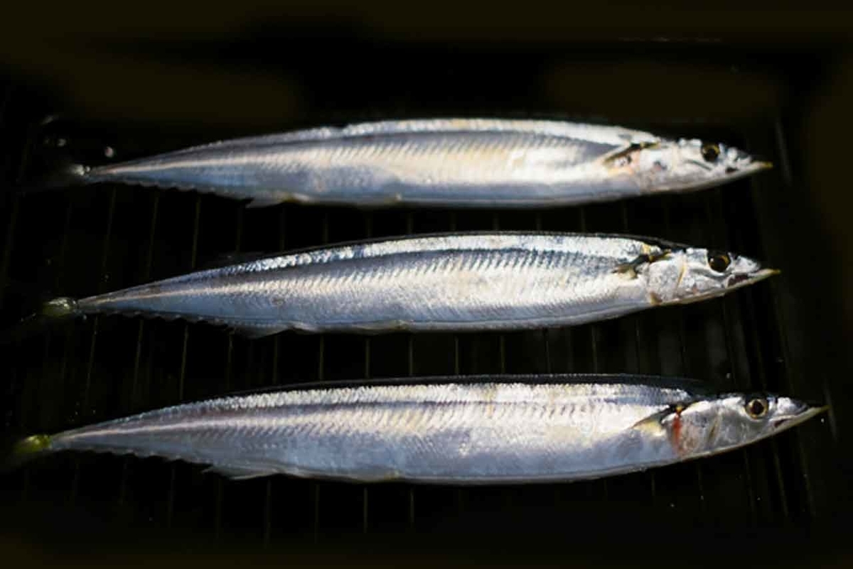 「サンマ1匹500円」2020年の秋もサンマが不漁。そんな中500匹ものサンマが福岡で無料で振る舞われた！【適材適食】小園亜由美（管理栄養士・野菜ソムリエ上級プロ）