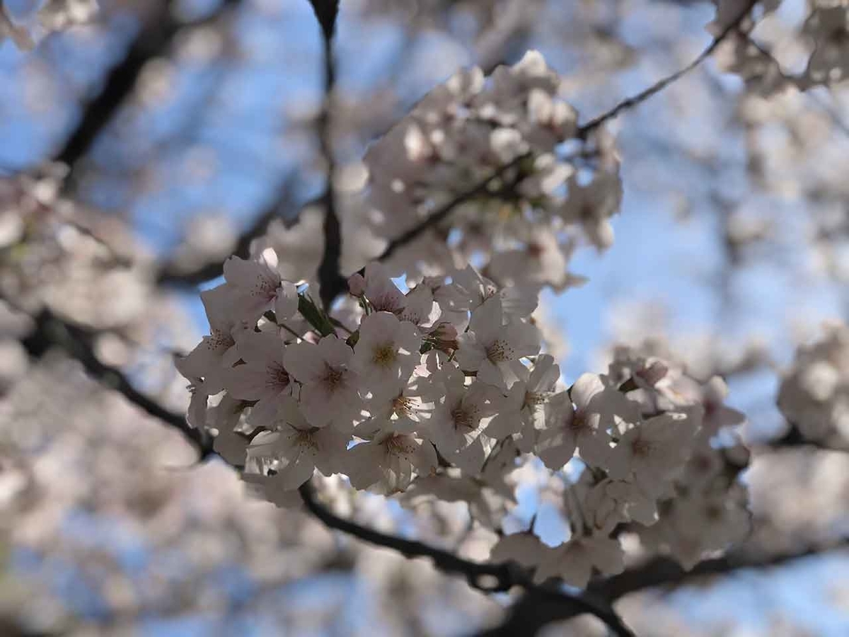 「福岡で観測史上最も早いサクラの開花を記念して。」最も遅い2021年春のサクラの報告【適材適食】小園亜由美(管理栄養士・野菜ソムリエ上級プロ)糖尿病専門・甲状腺専門クリニック勤務@福岡姪浜・福岡天神