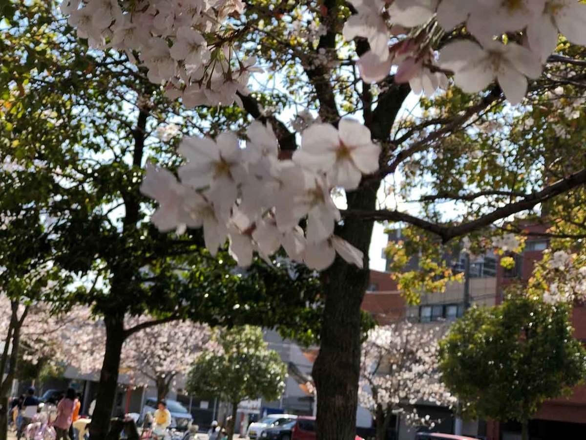 「福岡で観測史上最も早いサクラの開花を記念して。」最も遅い2021年春のサクラの報告【適材適食】小園亜由美(管理栄養士・野菜ソムリエ上級プロ)糖尿病専門・甲状腺専門クリニック勤務@福岡姪浜・福岡天神