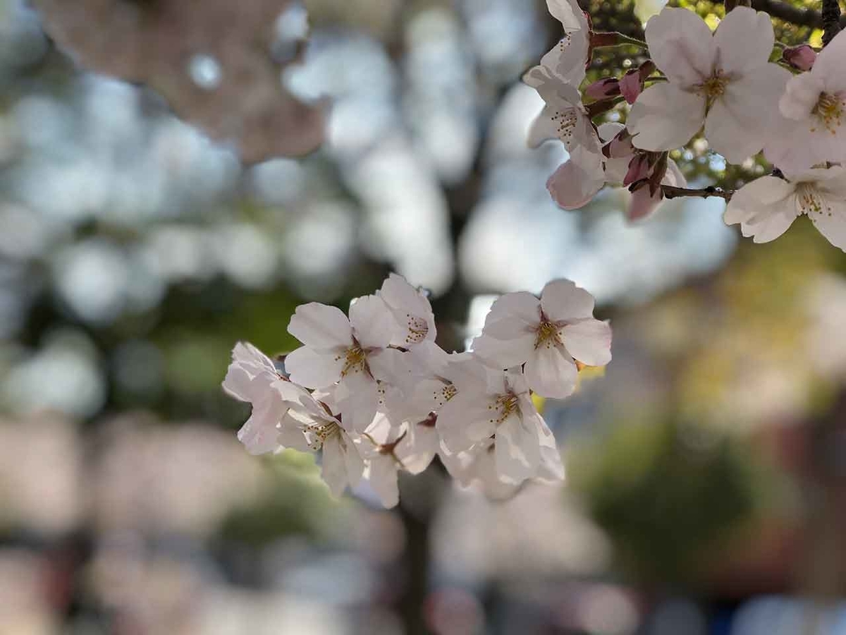 「福岡で観測史上最も早いサクラの開花を記念して。」最も遅い2021年春のサクラの報告【適材適食】小園亜由美(管理栄養士・野菜ソムリエ上級プロ)糖尿病専門・甲状腺専門クリニック勤務@福岡姪浜・福岡天神
