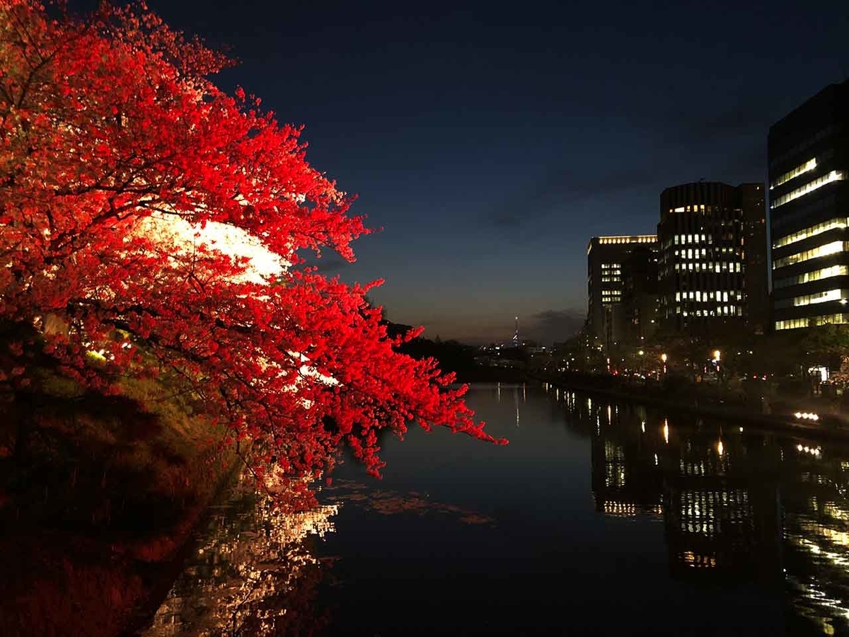 「福岡で観測史上最も早いサクラの開花を記念して。」最も遅い2021年春のサクラの報告【適材適食】小園亜由美(管理栄養士・野菜ソムリエ上級プロ)糖尿病専門・甲状腺専門クリニック勤務@福岡姪浜・福岡天神