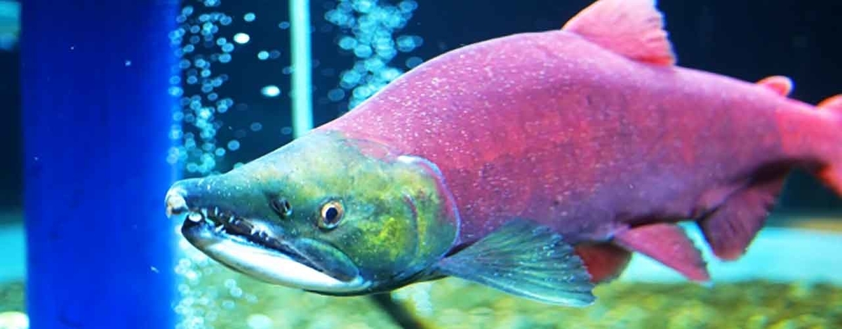 1307食目「あれ?さかなってどんなカタチだっけ?」そのうち をお魚という時代が来るかも知れない??? - 適材適食 -てきざいてきしょく-