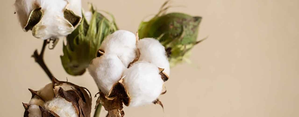 「Cotton or Silk (木綿か絹か)」とうふの話?【適材適食】小園亜由美(管理栄養士・野菜ソムリエ上級プロ)糖尿病専門・甲状腺専門クリニック勤務@福岡姪浜・福岡天神