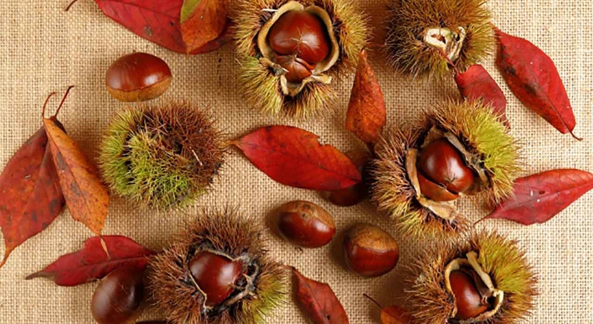 「そっクリ！」クリの渋皮煮を作りながらぼんやり考えた。【適材適食】小園亜由美（管理栄養士・野菜ソムリエ上級プロ）糖尿病専門・甲状腺専門クリニック勤務＠福岡姪浜・福岡天神