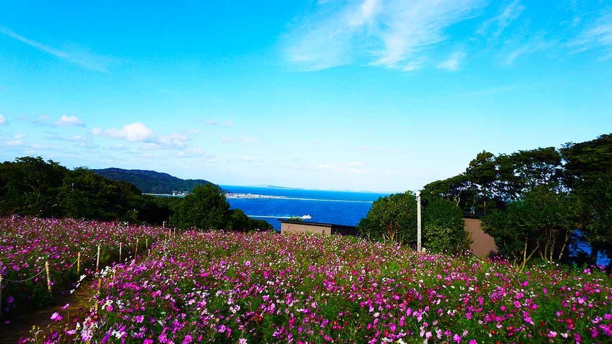 「家を出て10分で小旅行」コスモスが満開な能古島に行ってきた★【適材適食】小園亜由美（管理栄養士・野菜ソムリエ上級プロ）糖尿病専門・甲状腺専門クリニック勤務＠福岡姪浜・福岡天神