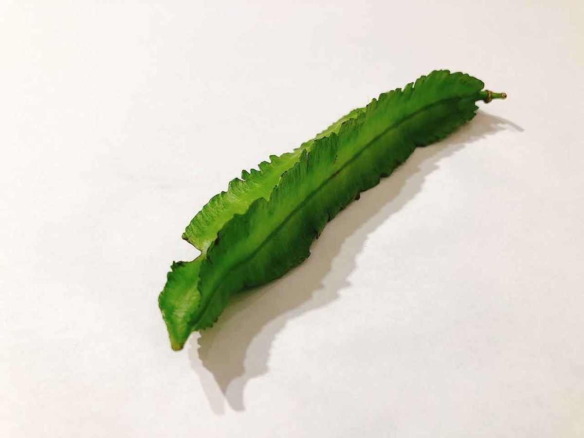 「キミは豆なのに四角いから今日からシカクマメだ!」というノリで名付けられたようなマメ【沖縄土産11】【適材適食】小園亜由美(管理栄養士・野菜ソムリエ上級プロ)糖尿病専門・甲状腺専門クリニック勤務@福岡姪浜・福岡天神