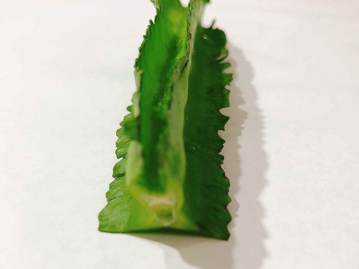 「キミは豆なのに四角いから今日からシカクマメだ!」というノリで名付けられたようなマメ【沖縄土産11】【適材適食】小園亜由美(管理栄養士・野菜ソムリエ上級プロ)糖尿病専門・甲状腺専門クリニック勤務@福岡姪浜・福岡天神