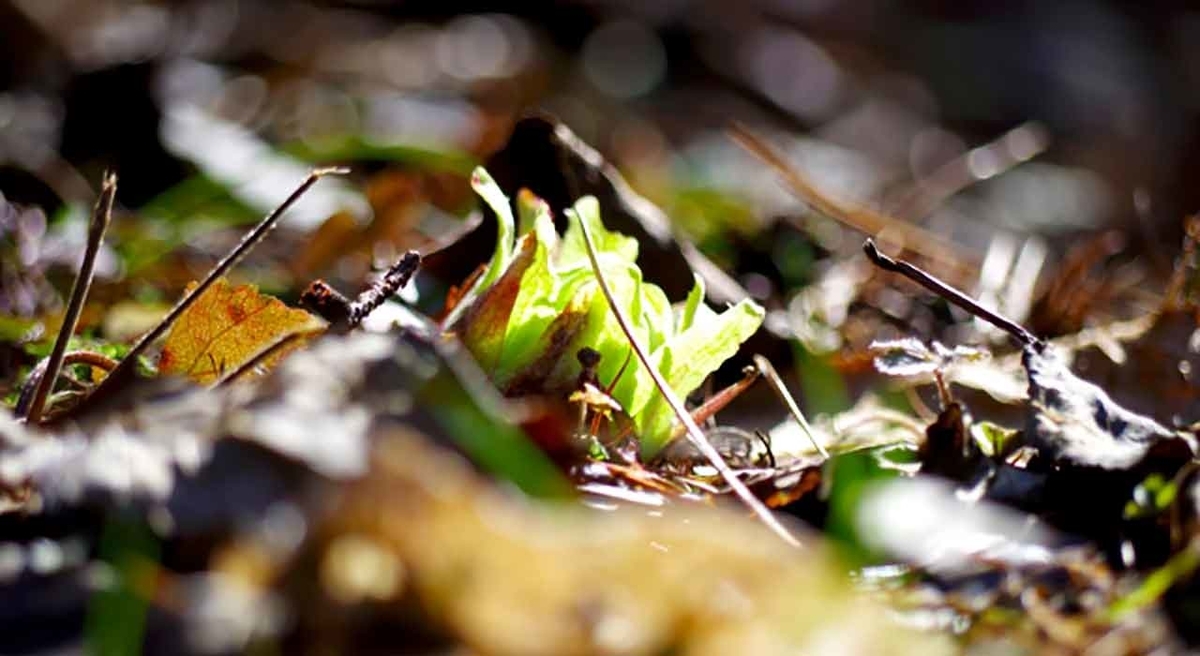 「2月10日はフキノトウの日」野菜と果物の記念日シリーズその3【適材適食】小園亜由美（管理栄養士・野菜ソムリエ上級プロ）糖尿病専門・甲状腺専門クリニック勤務＠福岡姪浜・福岡天神