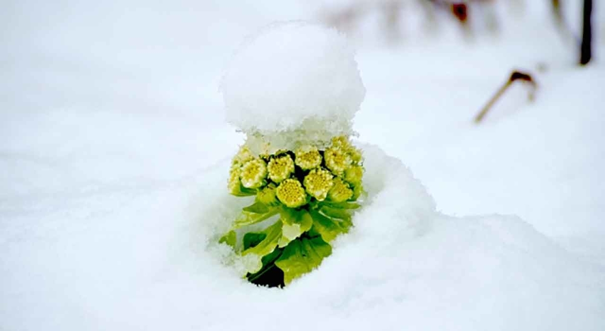 「2月10日はフキノトウの日」野菜と果物の記念日シリーズその3【適材適食】小園亜由美（管理栄養士・野菜ソムリエ上級プロ）糖尿病専門・甲状腺専門クリニック勤務＠福岡姪浜・福岡天神