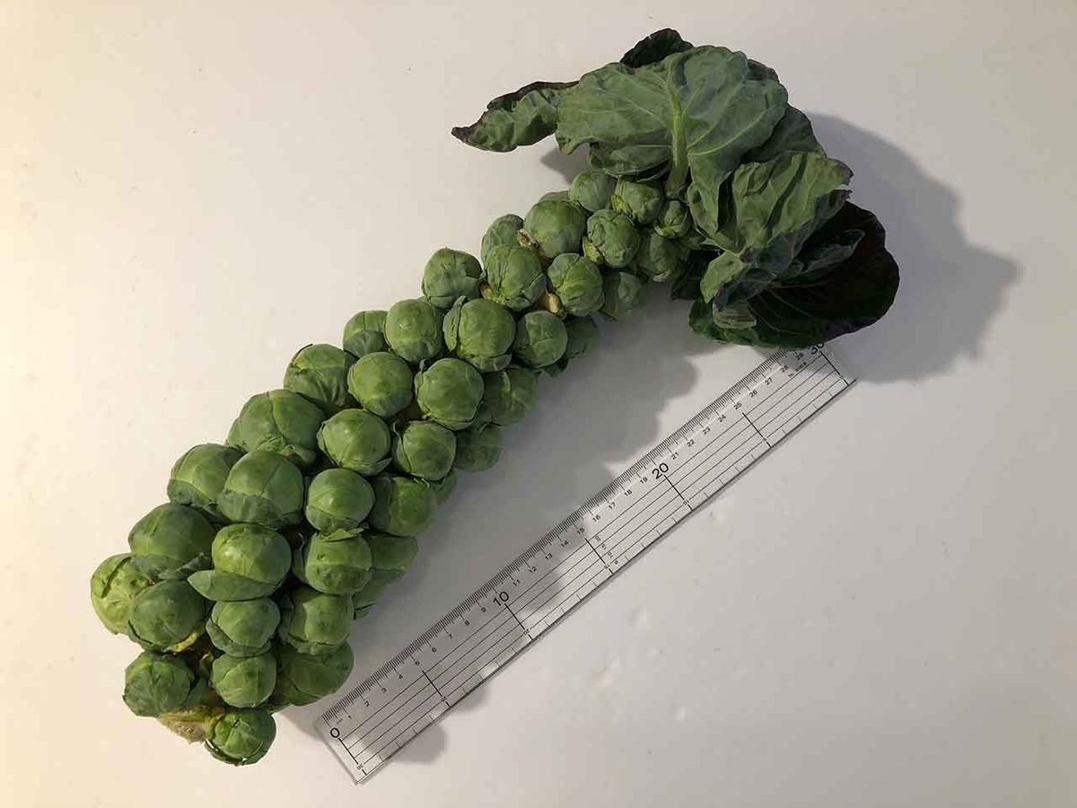 1577食目「メガ☆メキャベツ」今が旬！メキャベツってキャベツの