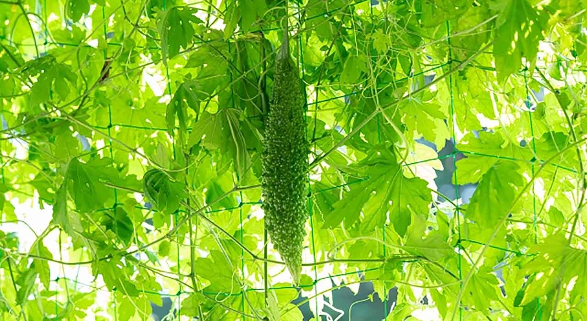 「5月8日はゴーヤの日」野菜と果物の記念日シリーズその12【適材適食】小園亜由美(管理栄養士・野菜ソムリエ上級プロ)糖尿病専門・甲状腺専門クリニック勤務@福岡姪浜・福岡天神