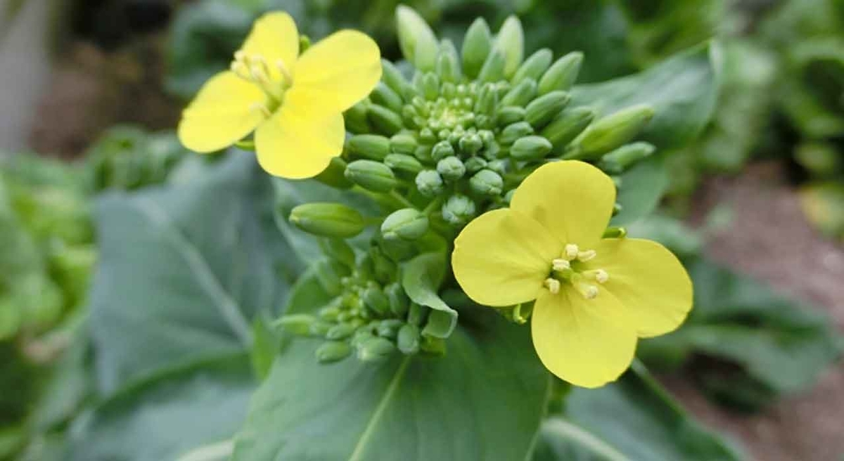 「5月27日はコマツナの日」野菜と果物の記念日シリーズその14【適材適食】小園亜由美(管理栄養士・野菜ソムリエ上級プロ)糖尿病専門・甲状腺専門クリニック勤務@福岡姪浜・福岡天神