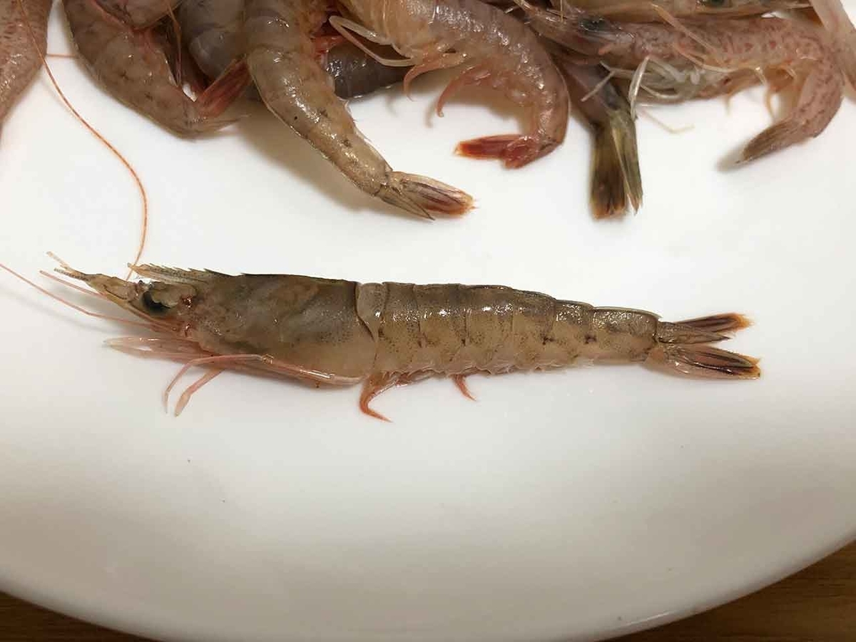 1705食目 小エビって何エビ 福岡 姪浜漁港の朝市で買った魚介類 適材適食 てきざいてきしょく