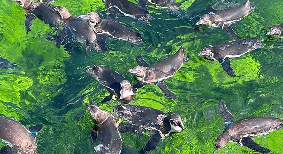 1718食目 ペンギンはアジが食べたい エサをアジからサバに変えたらハンガーストライキ 適材適食 てきざいてきしょく