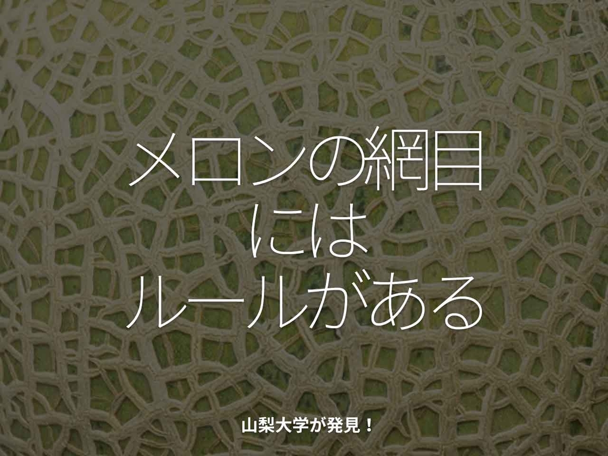 「メロンの網目にはルールがある」山梨大学が発見！【適材適食】小園亜由美（管理栄養士・野菜ソムリエ上級プロ）糖尿病専門・甲状腺専門クリニック勤務＠福岡姪浜・福岡天神