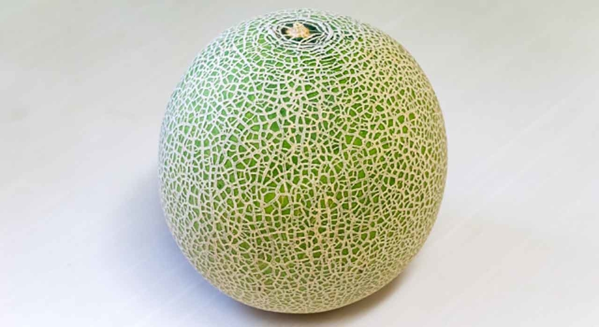 1805食目 メロンの網目にはルールがある 山梨大学が発見 適材適食 てきざいてきしょく