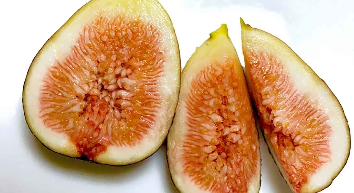 原色果樹病害虫百科 5(ナシ・ビワ・イチジク・マンゴー) 原色 果樹病害虫百科 第2版 第5巻 ナシ・ビワ・イチジク