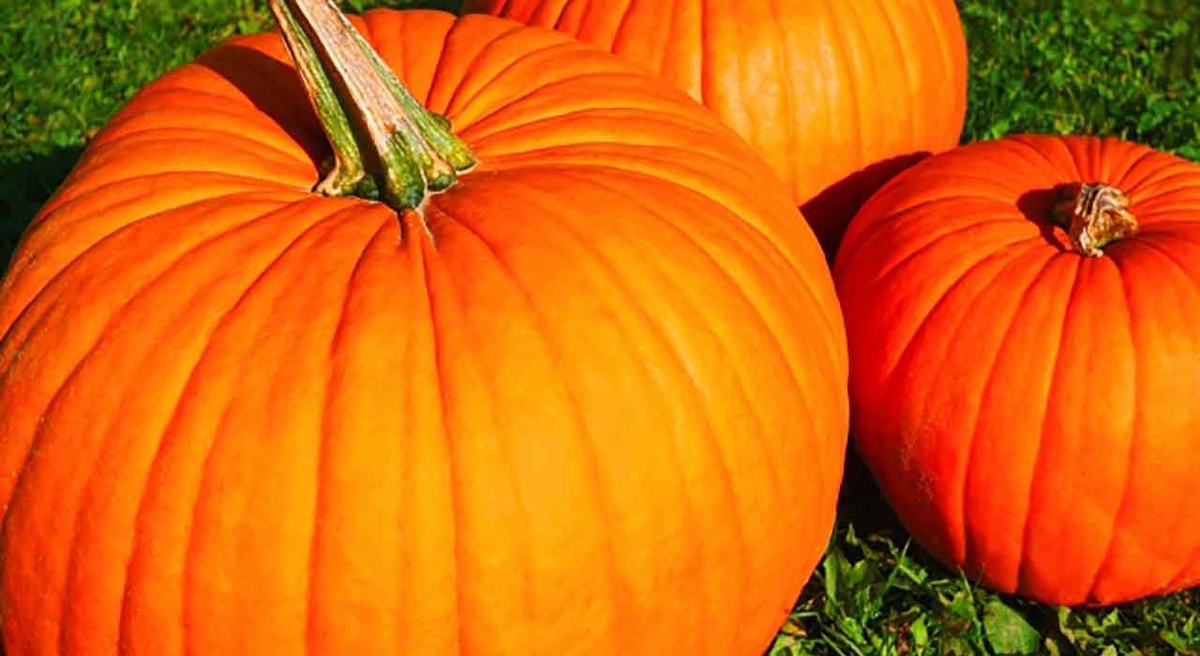 「2022年のハロウィンは10月31日月曜日」仮装だけじゃない！おばけカボチャの楽しみかた【適材適食】小園亜由美（管理栄養士・野菜ソムリエ上級プロ）糖尿病専門・甲状腺専門クリニック勤務＠福岡姪浜・福岡天神