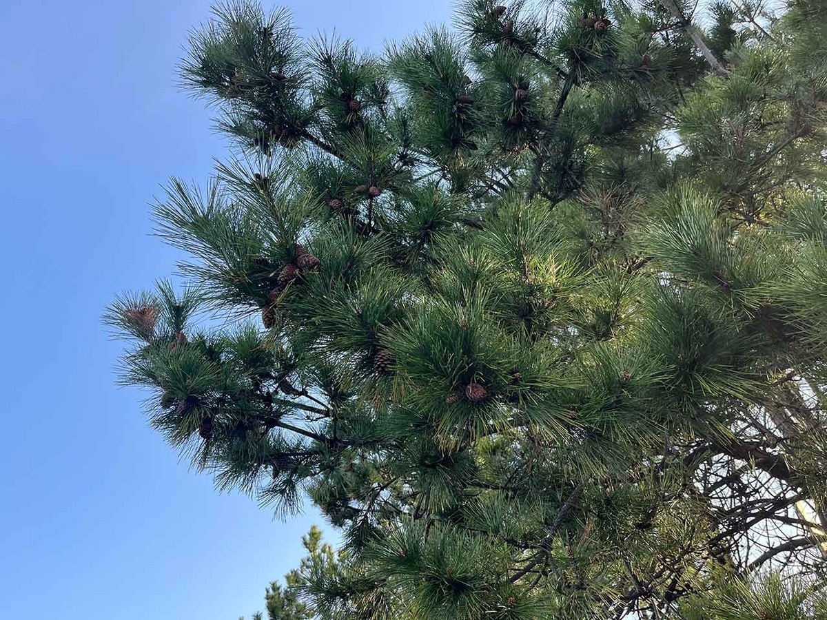 「私のペースで楽しくランラン♪ランニング72本目」咲き始めた桜を探しながらPayPayドームを目指すコース＠福岡【適材適食】小園亜由美（管理栄養士・野菜ソムリエ上級プロ）糖尿病専門・甲状腺専門クリニック勤務＠福岡姪浜・福岡天神