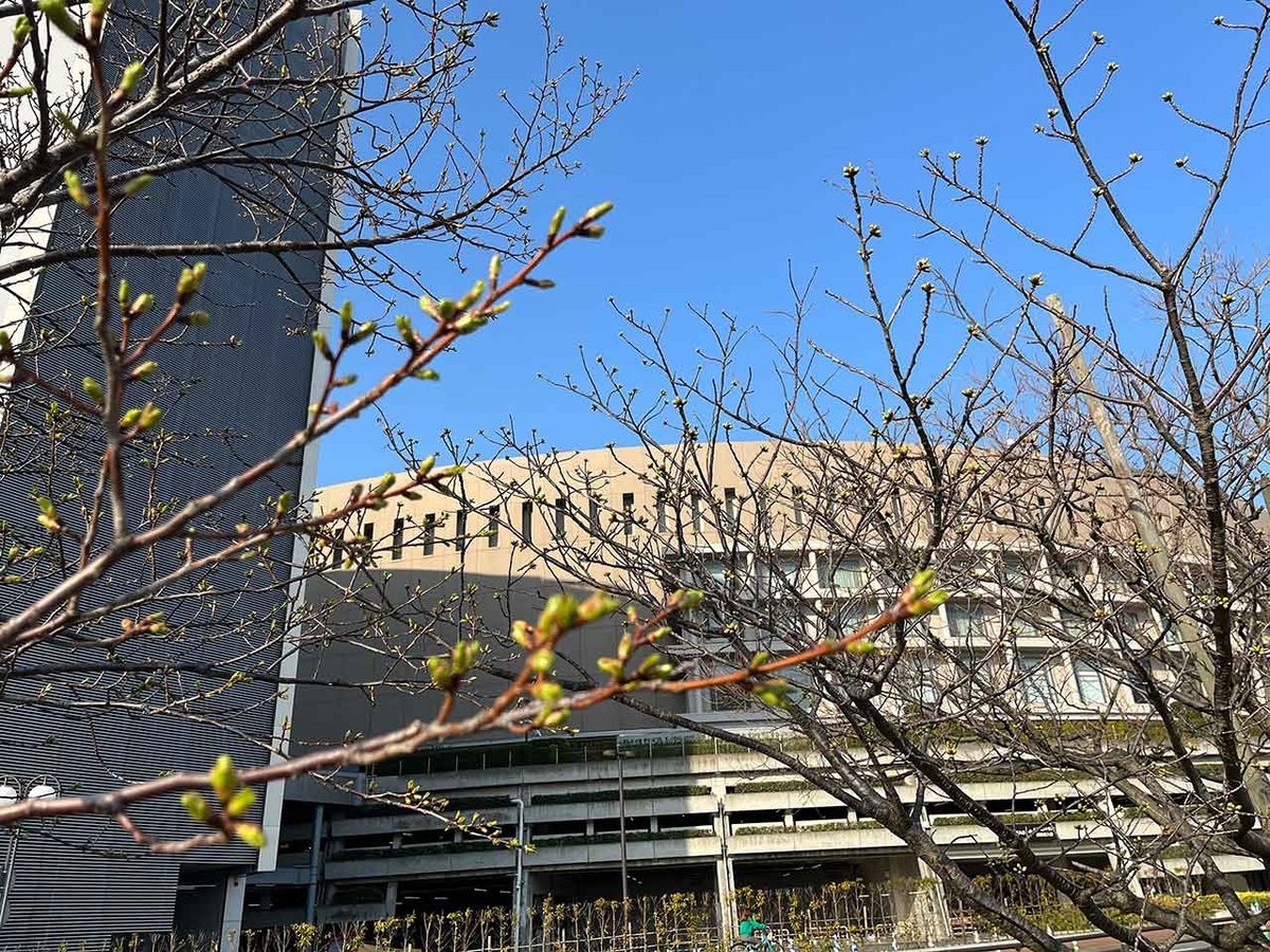 「私のペースで楽しくランラン♪ランニング72本目」咲き始めた桜を探しながらPayPayドームを目指すコース＠福岡【適材適食】小園亜由美（管理栄養士・野菜ソムリエ上級プロ）糖尿病専門・甲状腺専門クリニック勤務＠福岡姪浜・福岡天神