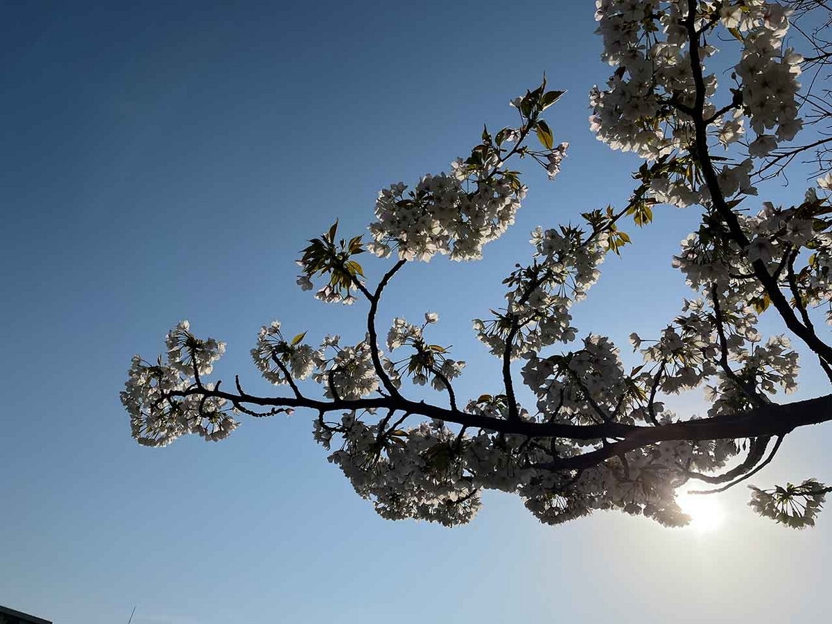 「私のペースで楽しくランラン♪ランニング72本目」咲き始めた桜を探しながらPayPayドームを目指すコース＠福岡【適材適食】小園亜由美（管理栄養士・野菜ソムリエ上級プロ）糖尿病専門・甲状腺専門クリニック勤務＠福岡姪浜・福岡天神