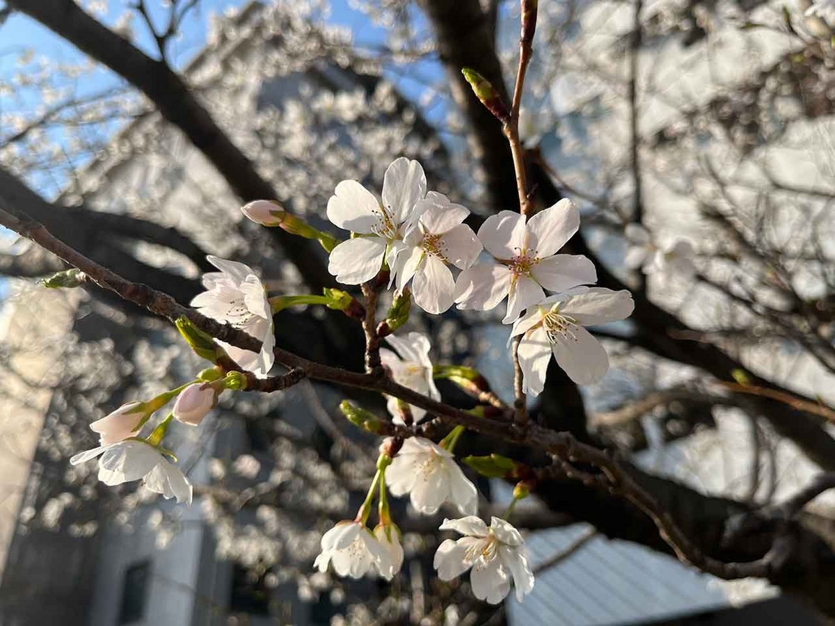 「私のペースで楽しくランラン♪ランニング72本目」咲き始めた桜を探しながらPayPayドームを目指すコース＠福岡【適材適食】小園亜由美（管理栄養士・野菜ソムリエ上級プロ）糖尿病専門・甲状腺専門クリニック勤務＠福岡姪浜・福岡天神