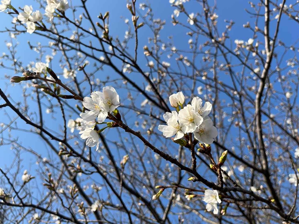 「私のペースで楽しくランラン♪ランニング72本目」咲き始めた桜を探しながらPayPayドームを目指すコース＠福岡【適材適食】小園亜由美（管理栄養士・野菜ソムリエ上級プロ）糖尿病専門・甲状腺専門クリニック勤務＠福岡姪浜・福岡天神