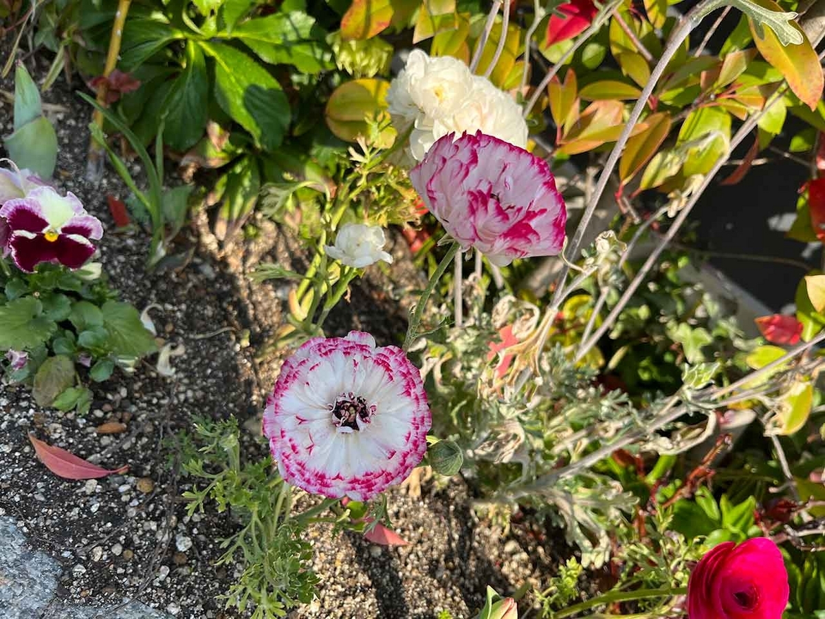 「私のペースで楽しくランラン♪ランニング72本目」咲き始めた桜を探しながらPayPayドームを目指すコース＠福岡【適材適食】小園亜由美（管理栄養士・野菜ソムリエ上級プロ）糖尿病専門・甲状腺専門クリニック勤務＠福岡姪浜・福岡天神