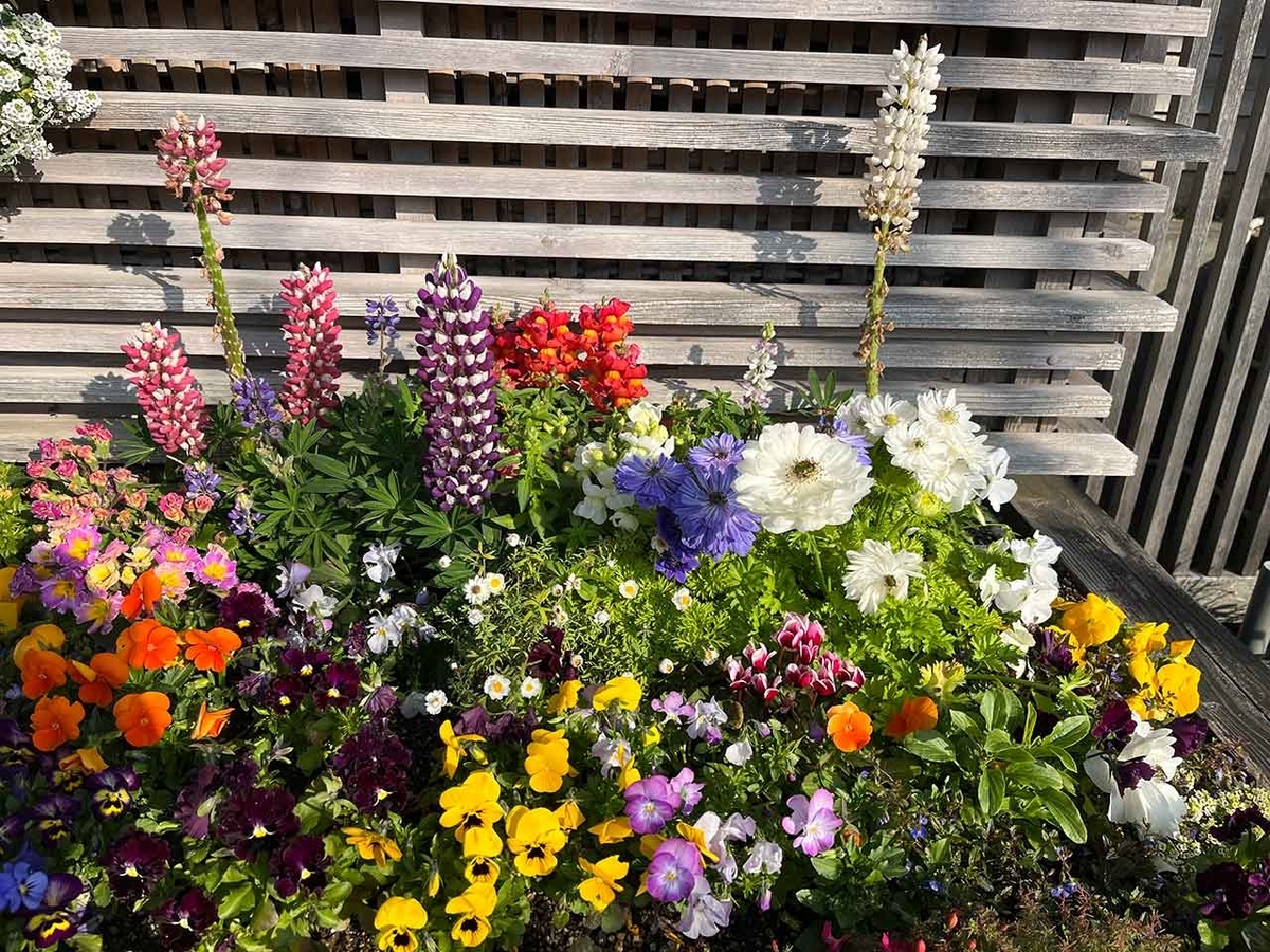 「私のペースで楽しくランラン♪ランニング72本目」咲き始めた桜を探しながらPayPayドームを目指すコース＠福岡【適材適食】小園亜由美（管理栄養士・野菜ソムリエ上級プロ）糖尿病専門・甲状腺専門クリニック勤務＠福岡姪浜・福岡天神