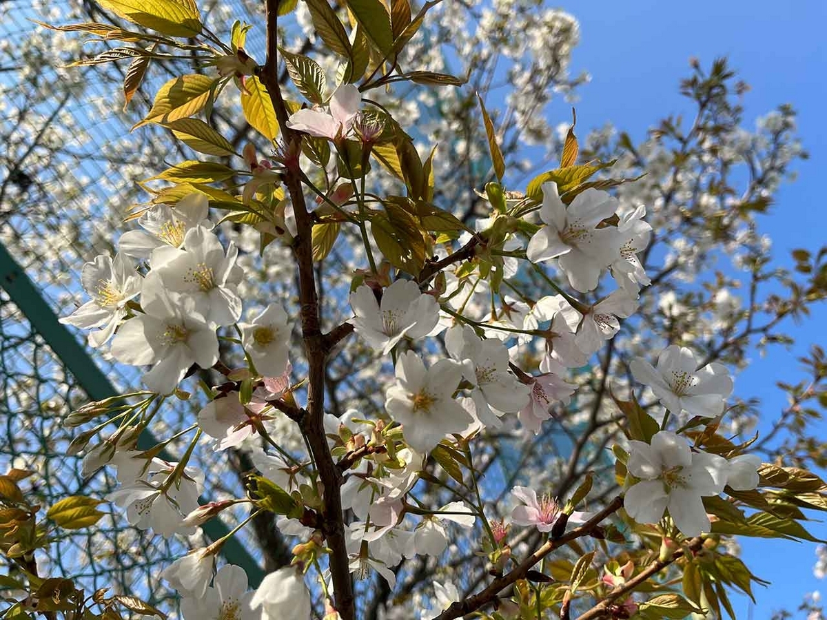 「私のペースで楽しくランラン♪ランニング72本目」咲き始めた桜を探しながらPayPayドームを目指すコース＠福岡【適材適食】小園亜由美（管理栄養士・野菜ソムリエ上級プロ）糖尿病専門・甲状腺専門クリニック勤務＠福岡姪浜・福岡天神