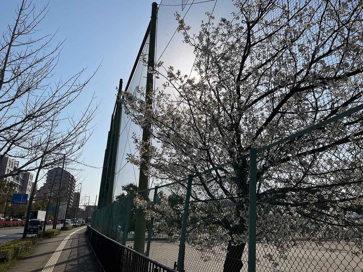 「私のペースで楽しくランラン♪ランニング72本目」咲き始めた桜を探しながらPayPayドームを目指すコース＠福岡【適材適食】小園亜由美（管理栄養士・野菜ソムリエ上級プロ）糖尿病専門・甲状腺専門クリニック勤務＠福岡姪浜・福岡天神