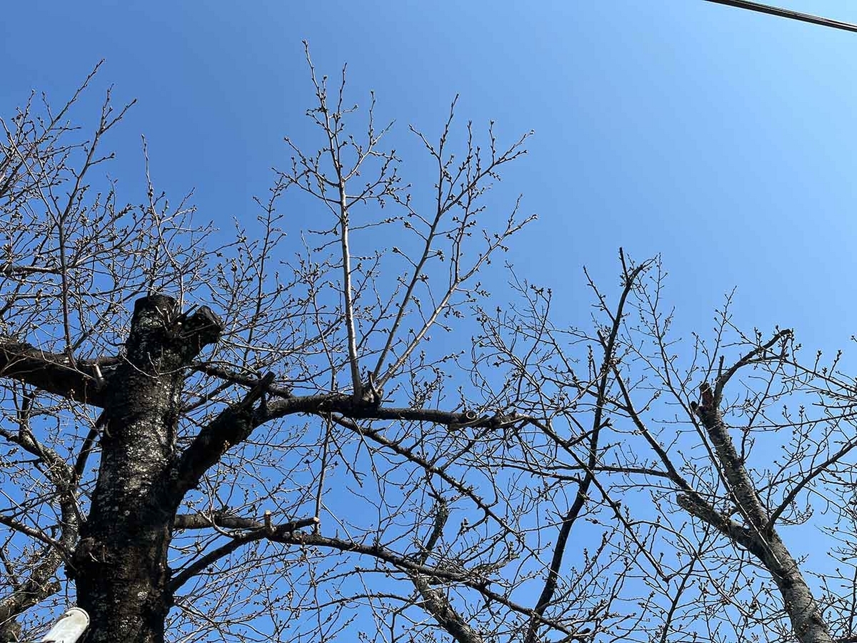 「私のペースで楽しくランラン♪ランニング72本目」咲き始めた桜を探しながらPayPayドームを目指すコース＠福岡【適材適食】小園亜由美（管理栄養士・野菜ソムリエ上級プロ）糖尿病専門・甲状腺専門クリニック勤務＠福岡姪浜・福岡天神