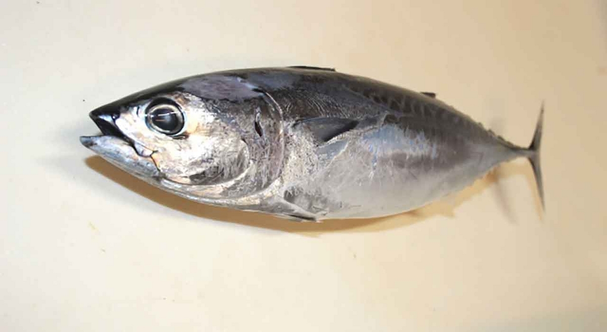 「旬の役魚 5月【カツオ】」今が旬★　美味しくて＋栄養価が高くて＋安くて＝元気にしてくれる季節の魚介を紹介【適材適食】小園亜由美（管理栄養士・野菜ソムリエ上級プロ）糖尿病専門・甲状腺専門クリニック勤務＠福岡姪浜・福岡天神