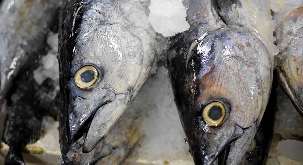 「旬の役魚 5月【カツオ】」今が旬★　美味しくて＋栄養価が高くて＋安くて＝元気にしてくれる季節の魚介を紹介【適材適食】小園亜由美（管理栄養士・野菜ソムリエ上級プロ）糖尿病専門・甲状腺専門クリニック勤務＠福岡姪浜・福岡天神