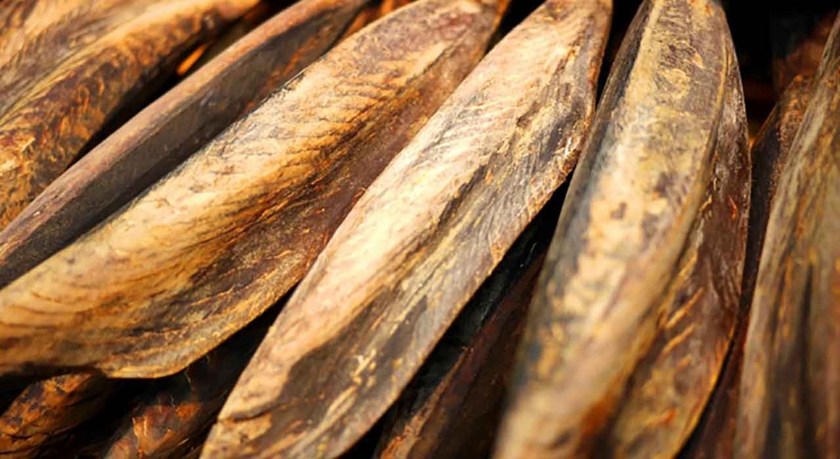 「旬の役魚 5月【カツオ】」今が旬★　美味しくて＋栄養価が高くて＋安くて＝元気にしてくれる季節の魚介を紹介【適材適食】小園亜由美（管理栄養士・野菜ソムリエ上級プロ）糖尿病専門・甲状腺専門クリニック勤務＠福岡姪浜・福岡天神