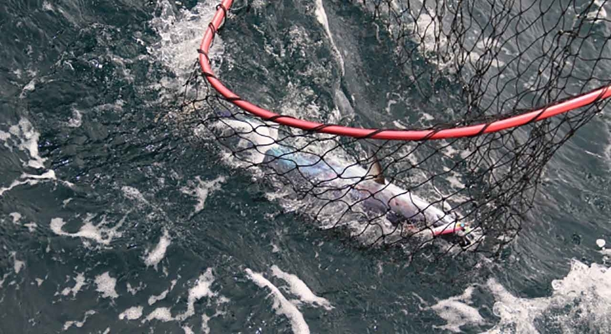 「旬の役魚 5月【カツオ】」今が旬★　美味しくて＋栄養価が高くて＋安くて＝元気にしてくれる季節の魚介を紹介【適材適食】小園亜由美（管理栄養士・野菜ソムリエ上級プロ）糖尿病専門・甲状腺専門クリニック勤務＠福岡姪浜・福岡天神