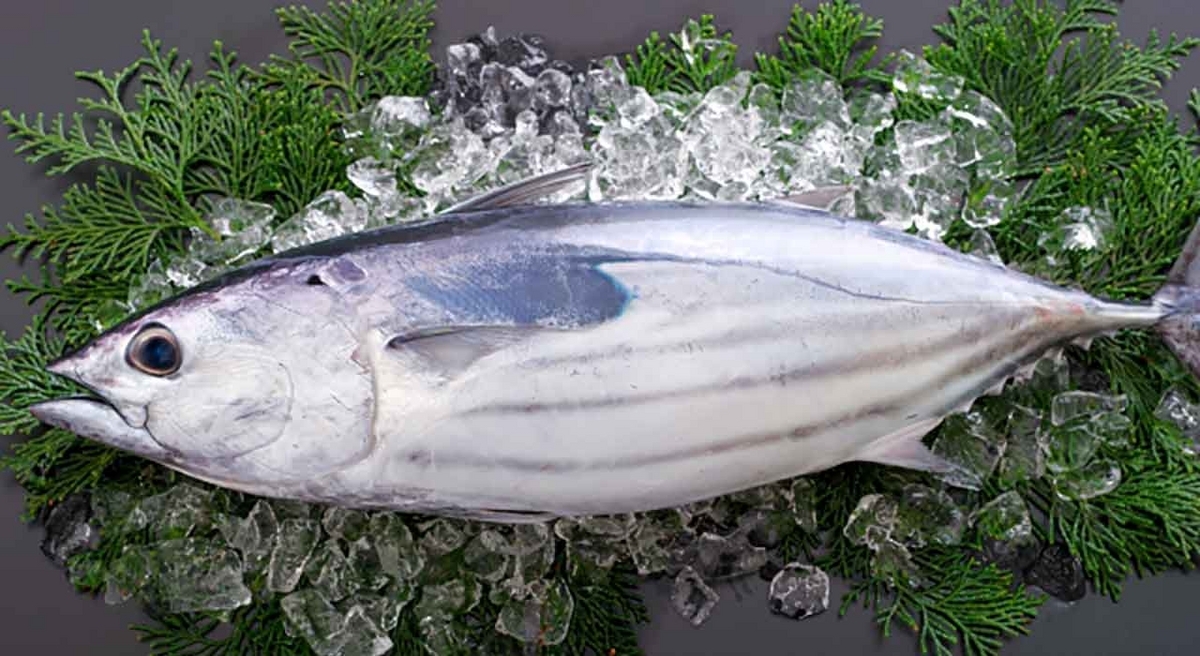 「旬の役魚 5月【カツオ】」今が旬★　美味しくて＋栄養価が高くて＋安くて＝元気にしてくれる季節の魚介を紹介【適材適食】小園亜由美（管理栄養士・野菜ソムリエ上級プロ）糖尿病専門・甲状腺専門クリニック勤務＠福岡姪浜・福岡天神