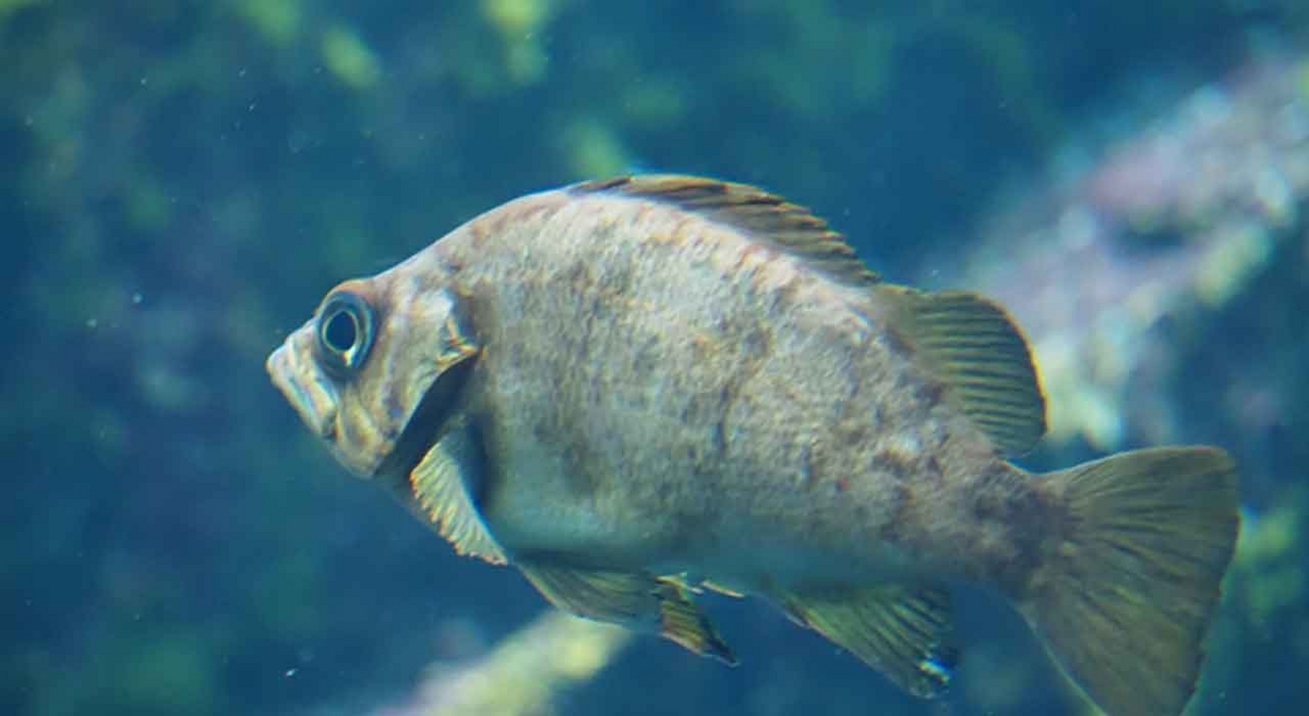 「旬の役魚 4月【メバル】」今が旬★　美味しくて＋栄養価が高くて＋安くて＝元気にしてくれる季節の魚介を紹介【適材適食】小園亜由美（管理栄養士・野菜ソムリエ上級プロ）糖尿病専門・甲状腺専門二田哲博クリニック勤務＠福岡姪浜・福岡天神