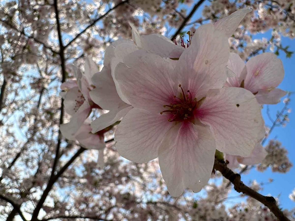 「私のペースで楽しくランラン♪ランニング134本目」福岡の桜の名所 西公園に満開の桜を観に行くコース【適材適食】小園亜由美（管理栄養士・野菜ソムリエ上級プロ）糖尿病専門・甲状腺専門二田哲博クリニック勤務＠福岡姪浜・福岡天神