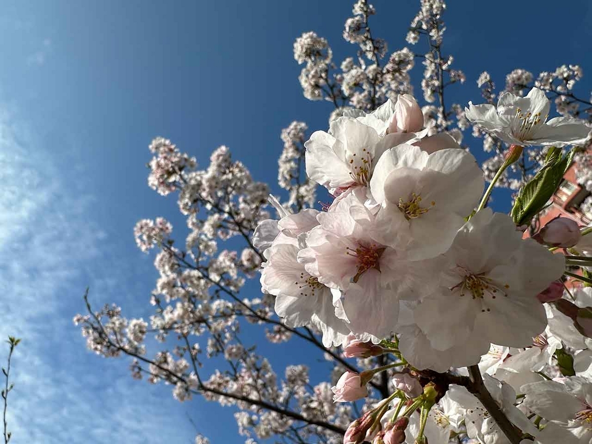 「私のペースで楽しくランラン♪ランニング134本目」福岡の桜の名所 西公園に満開の桜を観に行くコース【適材適食】小園亜由美（管理栄養士・野菜ソムリエ上級プロ）糖尿病専門・甲状腺専門二田哲博クリニック勤務＠福岡姪浜・福岡天神