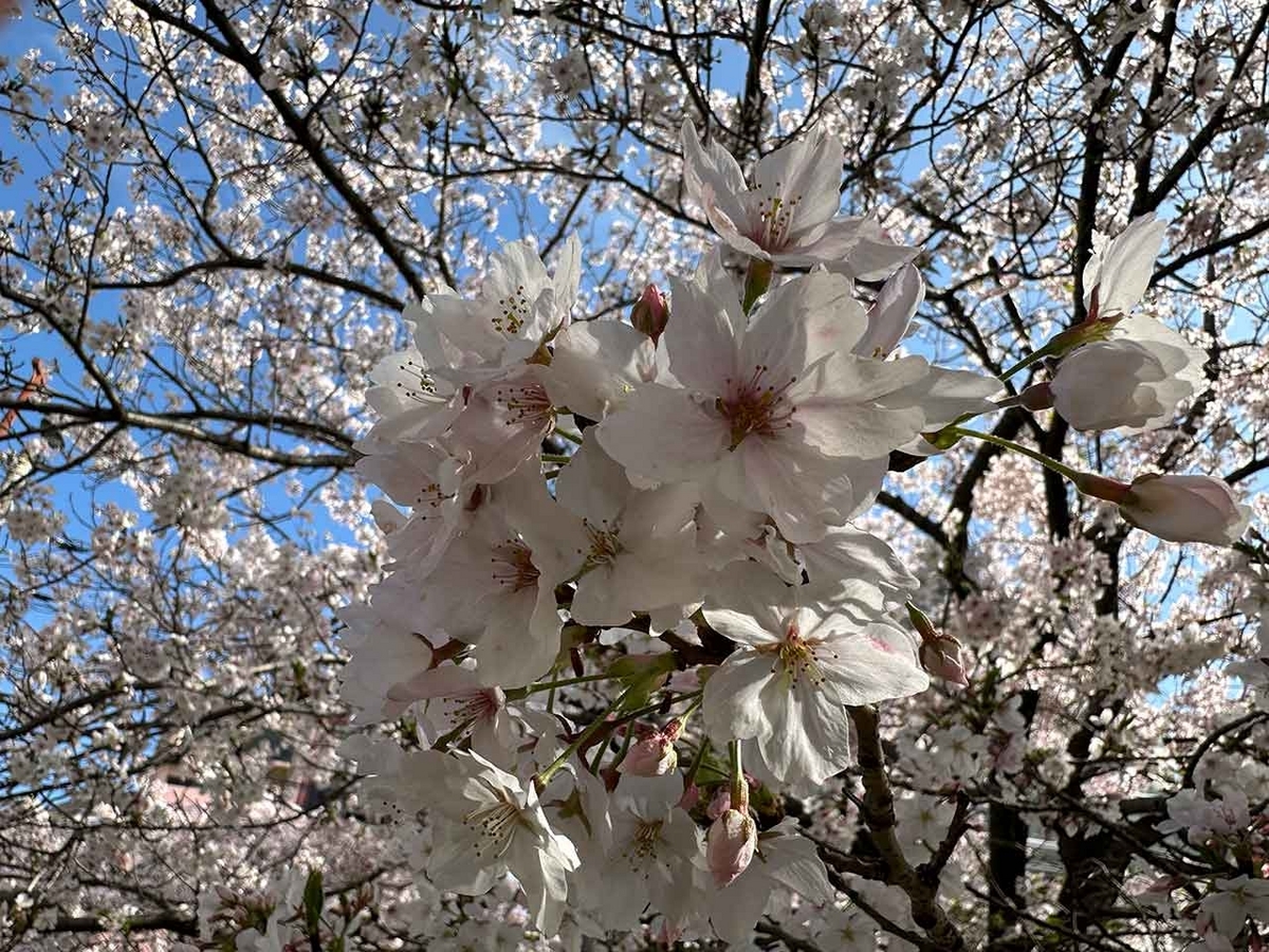 「私のペースで楽しくランラン♪ランニング134本目」福岡の桜の名所 西公園に満開の桜を観に行くコース【適材適食】小園亜由美（管理栄養士・野菜ソムリエ上級プロ）糖尿病専門・甲状腺専門二田哲博クリニック勤務＠福岡姪浜・福岡天神