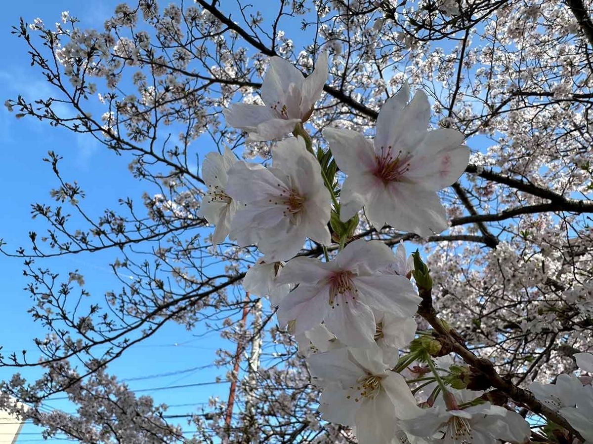 「私のペースで楽しくランラン♪ランニング134本目」福岡の桜の名所 西公園に満開の桜を観に行くコース【適材適食】小園亜由美（管理栄養士・野菜ソムリエ上級プロ）糖尿病専門・甲状腺専門二田哲博クリニック勤務＠福岡姪浜・福岡天神