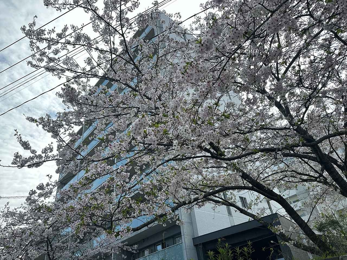 「私のペースで楽しくランラン♪ランニング134本目」福岡の桜の名所 西公園に満開の桜を観に行くコース【適材適食】小園亜由美（管理栄養士・野菜ソムリエ上級プロ）糖尿病専門・甲状腺専門二田哲博クリニック勤務＠福岡姪浜・福岡天神