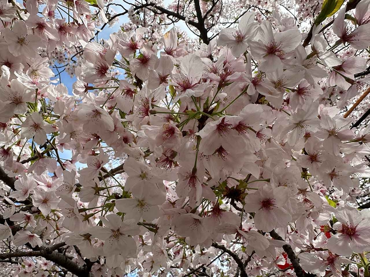 「私のペースで楽しくランラン♪ランニング134本目」福岡の桜の名所 西公園に満開の桜を観に行くコース【適材適食】小園亜由美（管理栄養士・野菜ソムリエ上級プロ）糖尿病専門・甲状腺専門二田哲博クリニック勤務＠福岡姪浜・福岡天神