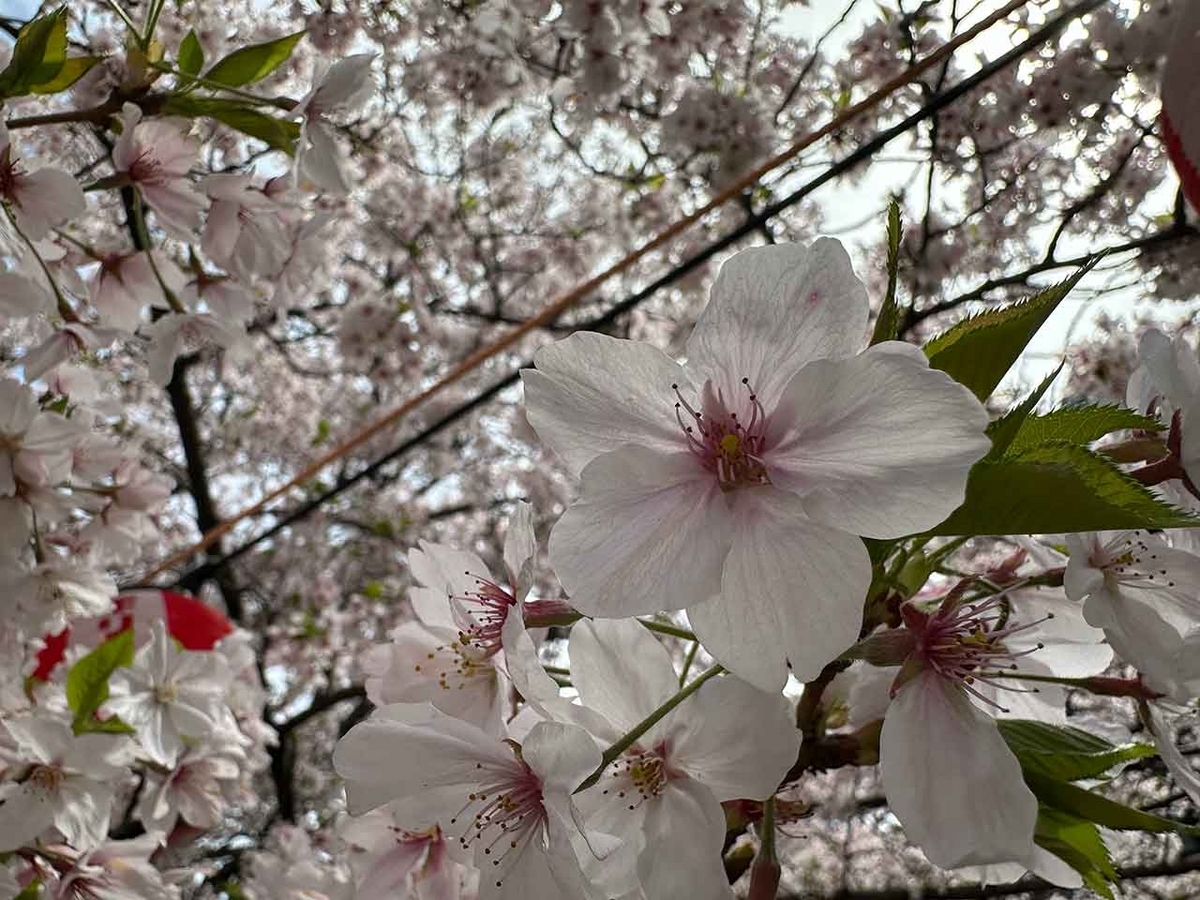 「私のペースで楽しくランラン♪ランニング134本目」福岡の桜の名所 西公園に満開の桜を観に行くコース【適材適食】小園亜由美（管理栄養士・野菜ソムリエ上級プロ）糖尿病専門・甲状腺専門二田哲博クリニック勤務＠福岡姪浜・福岡天神