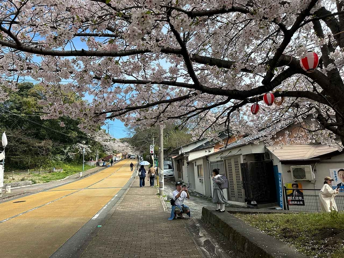 「私のペースで楽しくランラン♪ランニング134本目」福岡の桜の名所 西公園に満開の桜を観に行くコース【適材適食】小園亜由美（管理栄養士・野菜ソムリエ上級プロ）糖尿病専門・甲状腺専門二田哲博クリニック勤務＠福岡姪浜・福岡天神